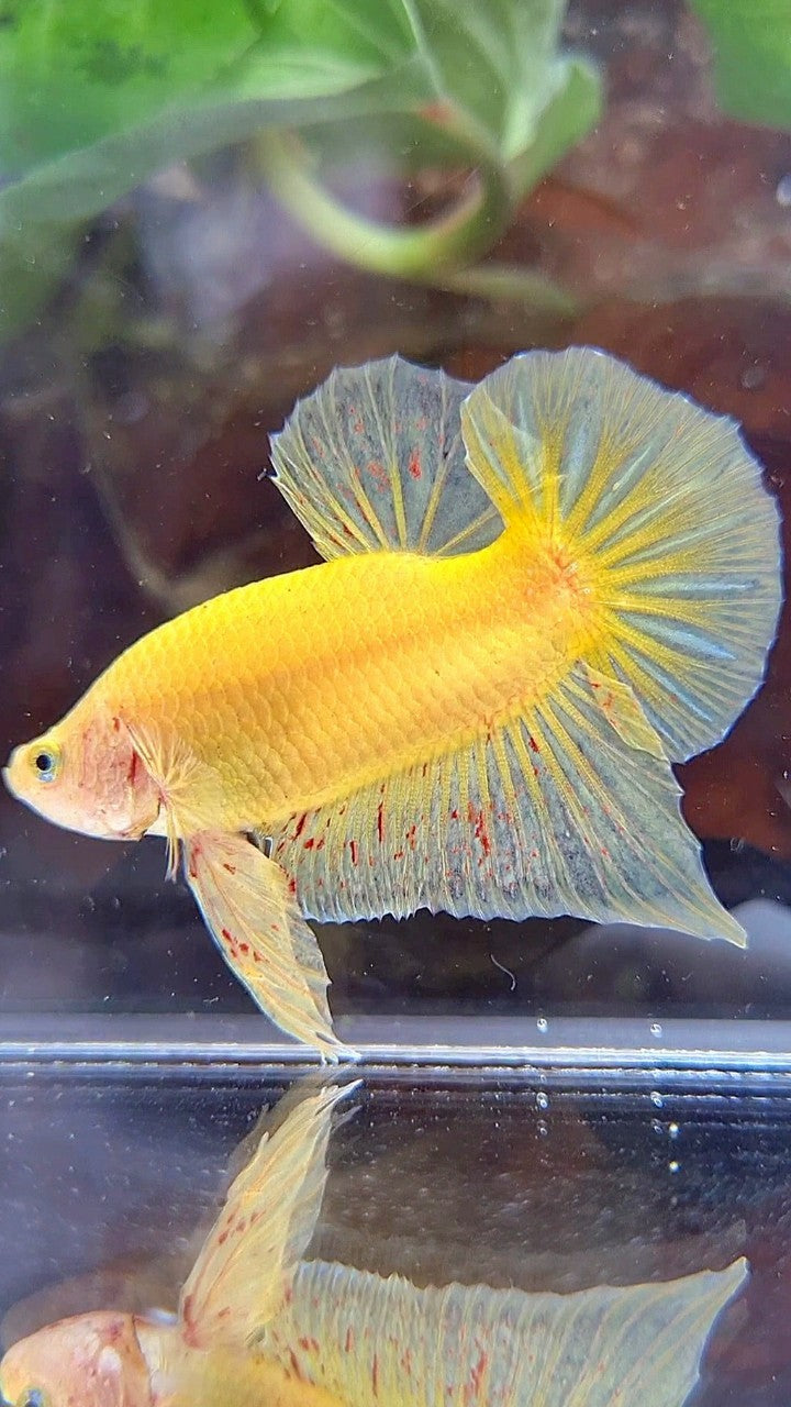 PLAKAT VANDA YELLOW BOLD BETTA FISH