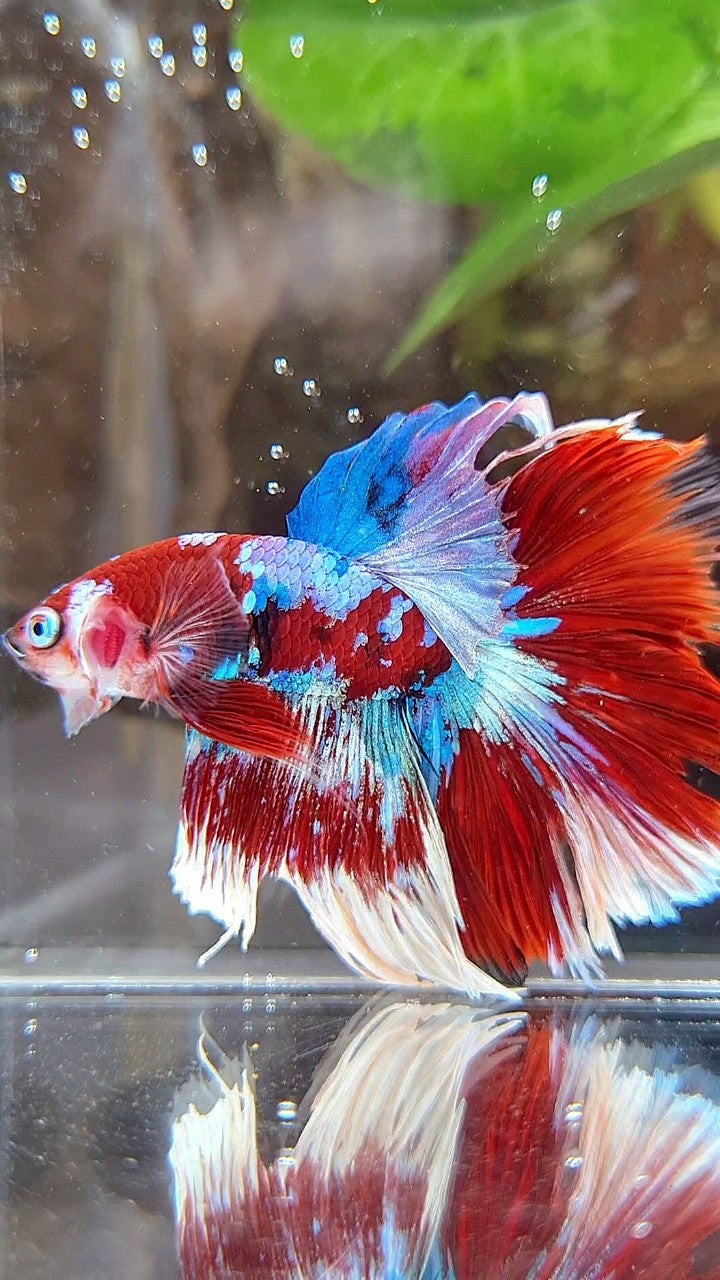 HALFMOON ROSETAIL BARONGSAI RED WHITE GALAXY BETTA FISH