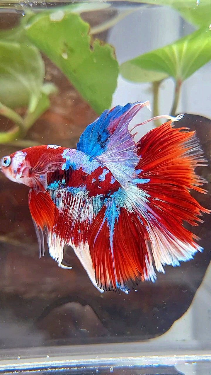 HALFMOON ROSETAIL BARONGSAI RED WHITE GALAXY BETTA FISH