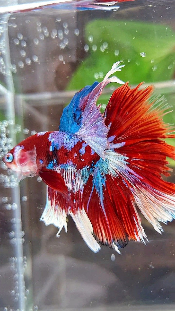 HALFMOON ROSETAIL BARONGSAI RED WHITE GALAXY BETTA FISH