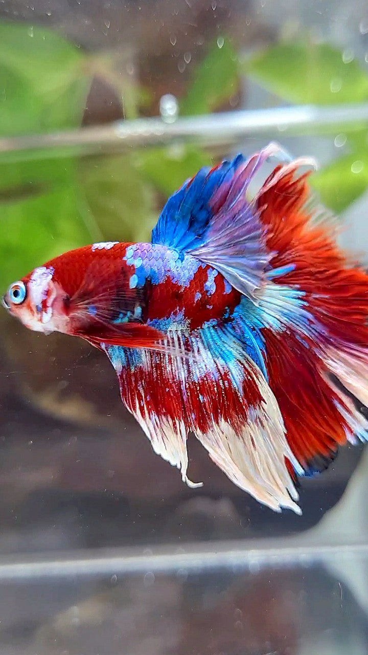 HALFMOON ROSETAIL BARONGSAI RED WHITE GALAXY BETTA FISH