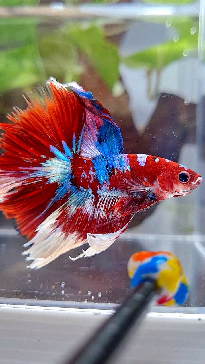 HALFMOON ROSETAIL BARONGSAI RED WHITE GALAXY BETTA FISH