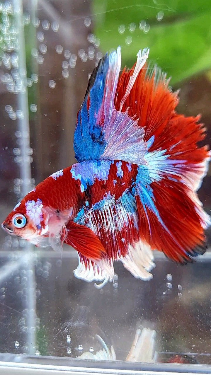 HALFMOON ROSETAIL BARONGSAI RED WHITE GALAXY BETTA FISH