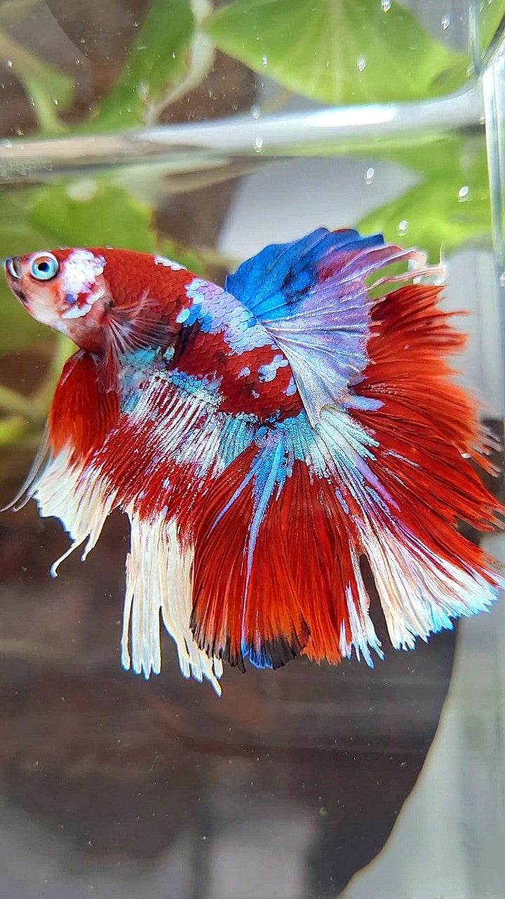 HALFMOON ROSETAIL BARONGSAI RED WHITE GALAXY BETTA FISH