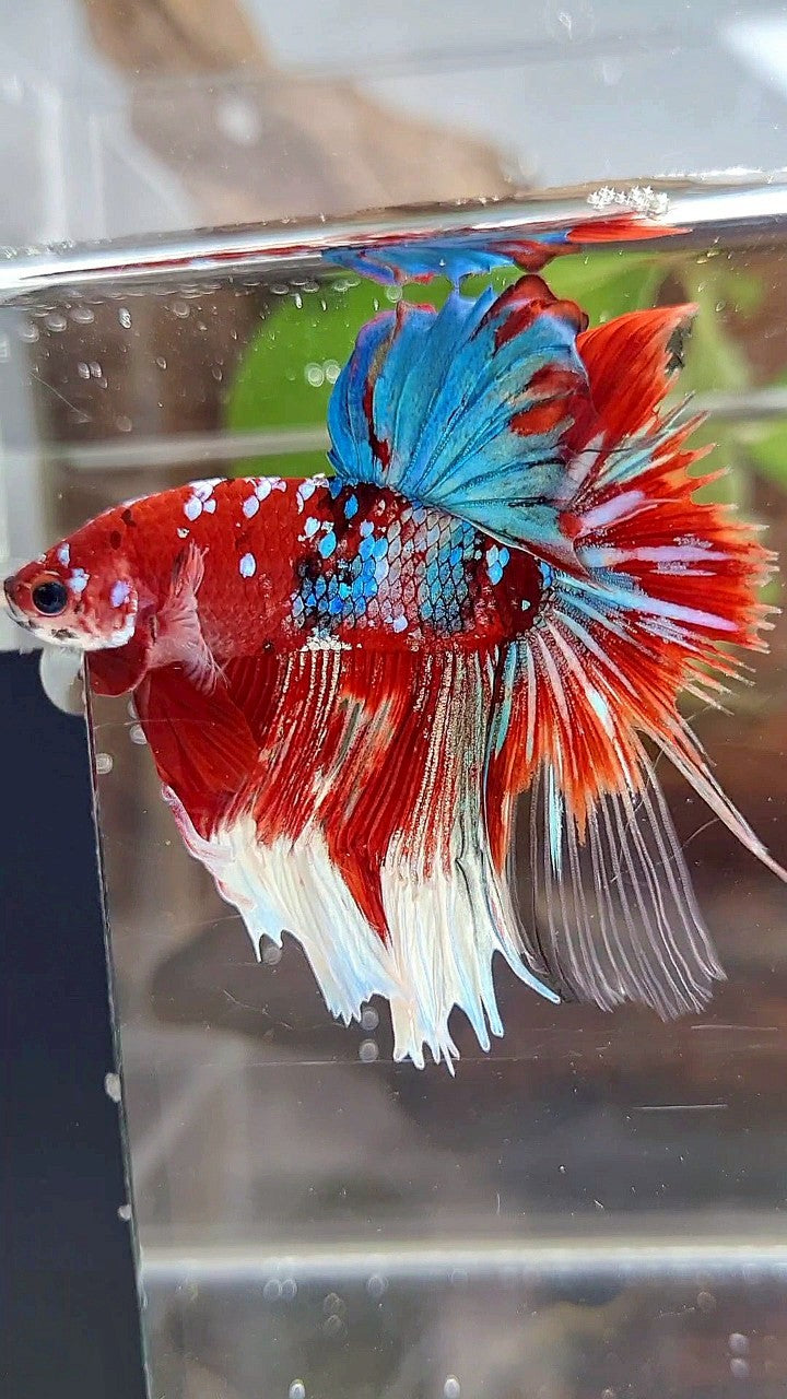 HALFMOON ROSETAIL BARONGSAI RED WHITE GALAXY BETTA FISH