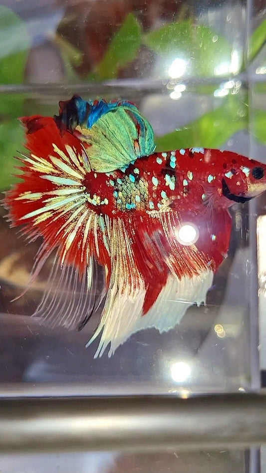 HALFMOON ROSETAIL BARONGSAI RED WHITE GALAXY BETTA FISH