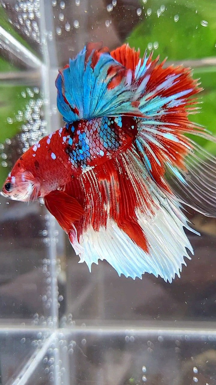 HALFMOON ROSETAIL BARONGSAI RED WHITE GALAXY BETTA FISH
