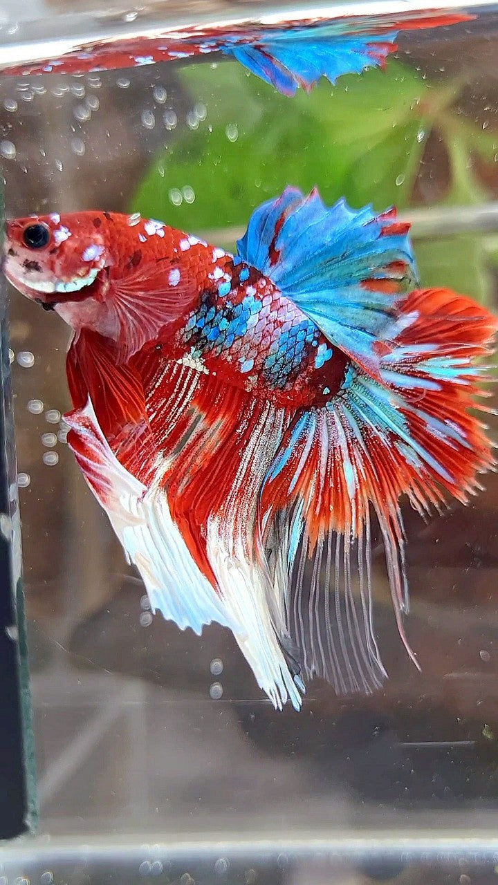 HALFMOON ROSETAIL BARONGSAI RED WHITE GALAXY BETTA FISH