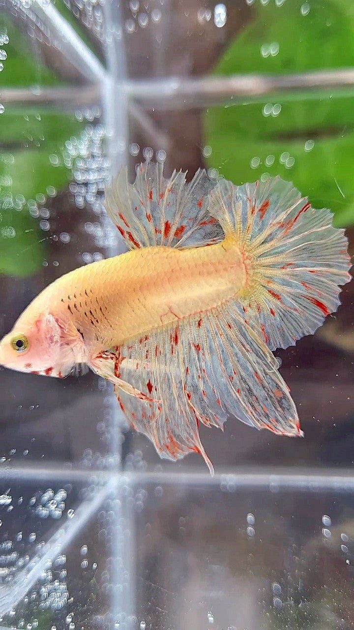 HMPK SUPER VANDA YELLOW BETTA FISH