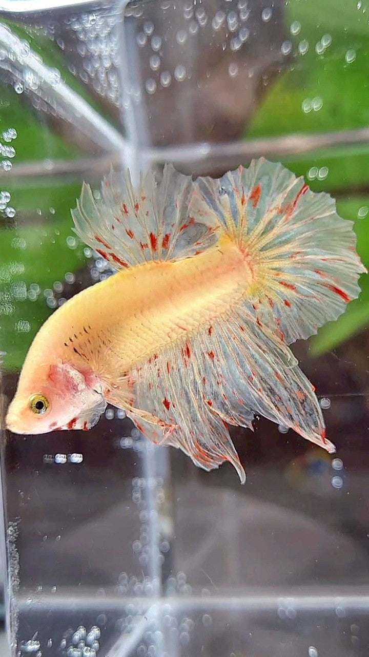HMPK SUPER VANDA YELLOW BETTA FISH