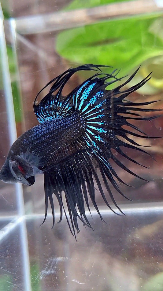 KING CROWNTAIL BLACK ORCHID BETTA FISH