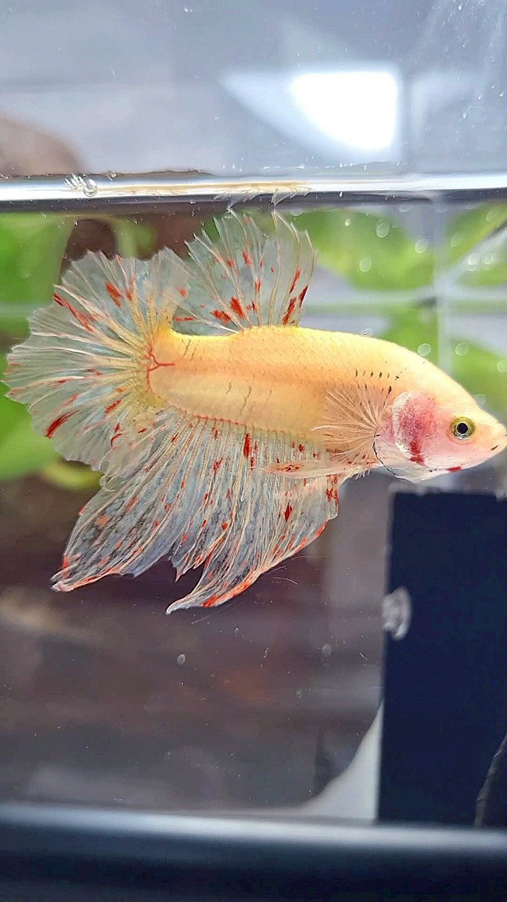 HMPK SUPER VANDA YELLOW BETTA FISH