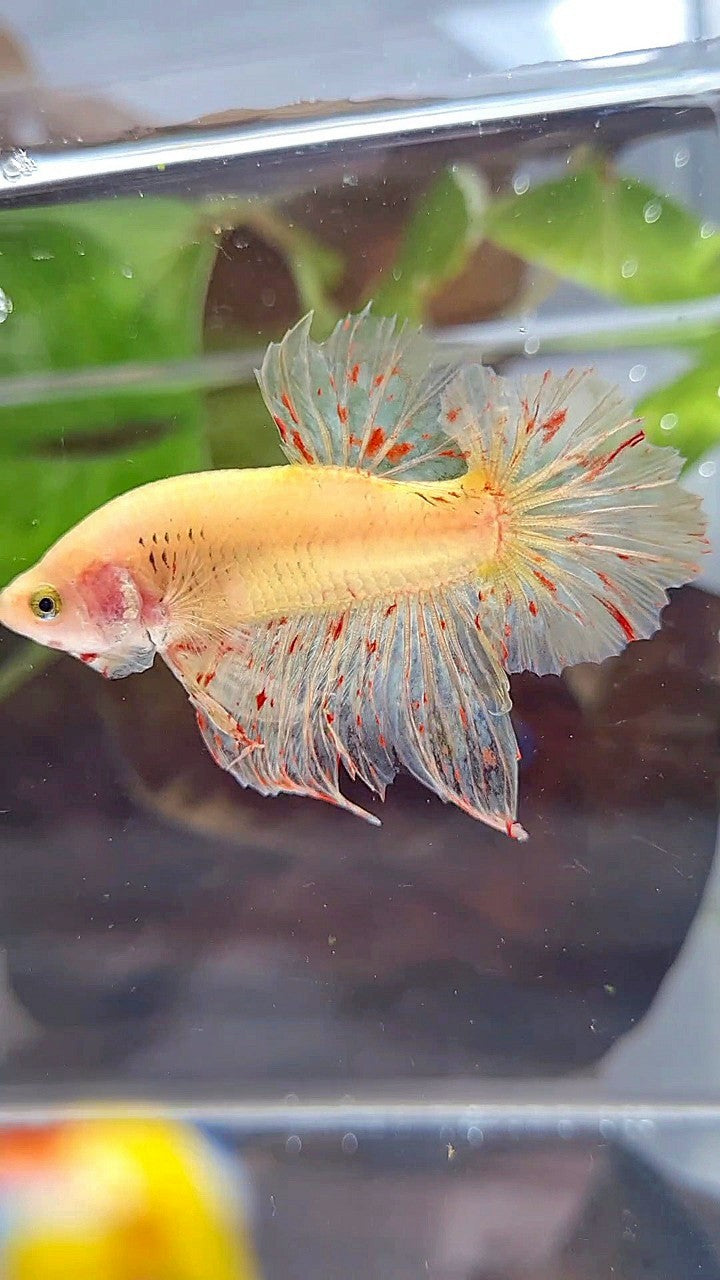 HMPK SUPER VANDA YELLOW BETTA FISH
