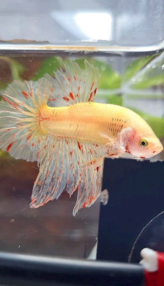HMPK SUPER VANDA YELLOW BETTA FISH