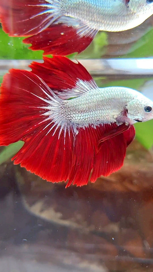 HALFMOON ROSETAIL RED DRAGON SNOW BETTA FISH