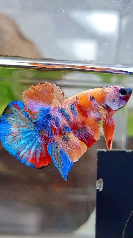 PLAKAT ORANGE GALAXY SUPER MULTICOLOR BETTA FISH