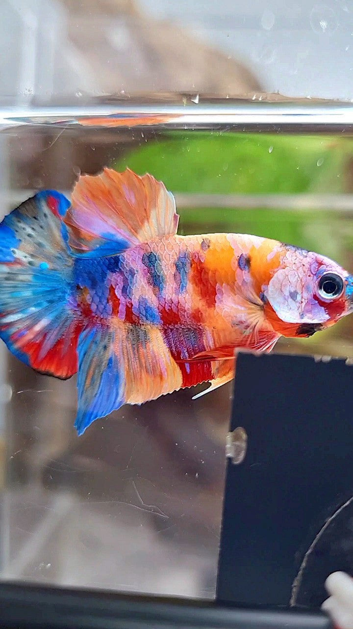 PLAKAT ORANGE GALAXY SUPER MULTICOLOR BETTA FISH