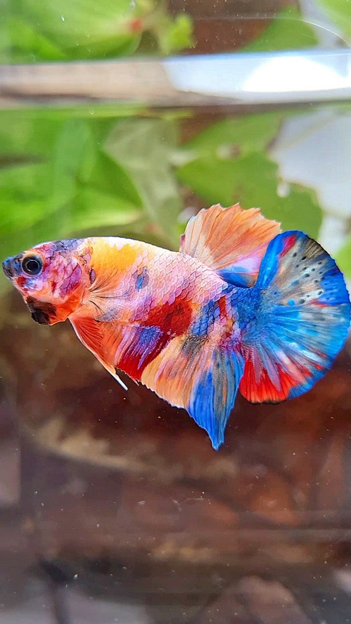 PLAKAT ORANGE GALAXY SUPER MULTICOLOR BETTA FISH