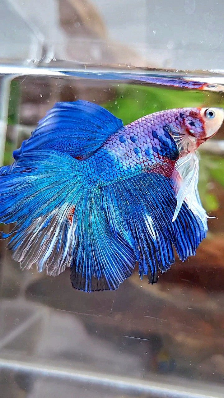 HALFMOON ROSETAIL BLUE FANCY MULTICOLOR BETTA FISH