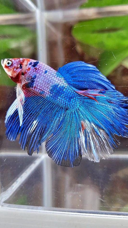 HALFMOON ROSETAIL BLUE FANCY MULTICOLOR BETTA FISH