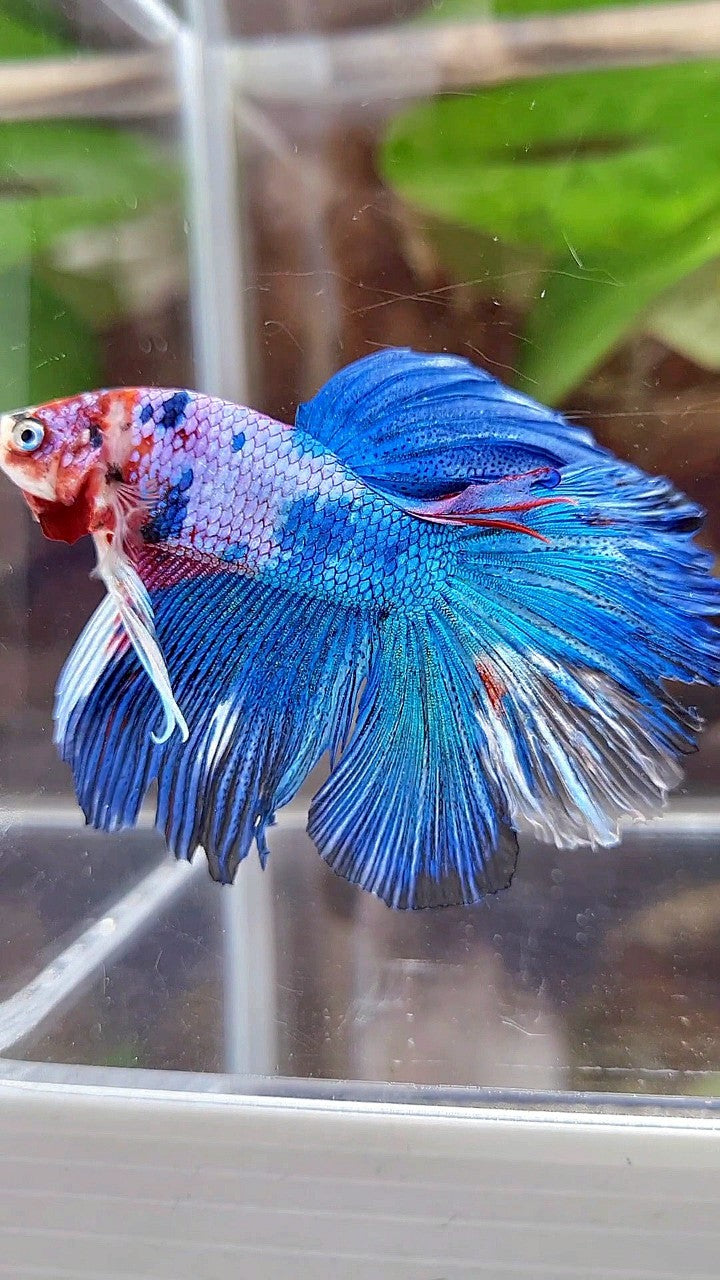 HALFMOON ROSETAIL BLUE FANCY MULTICOLOR BETTA FISH