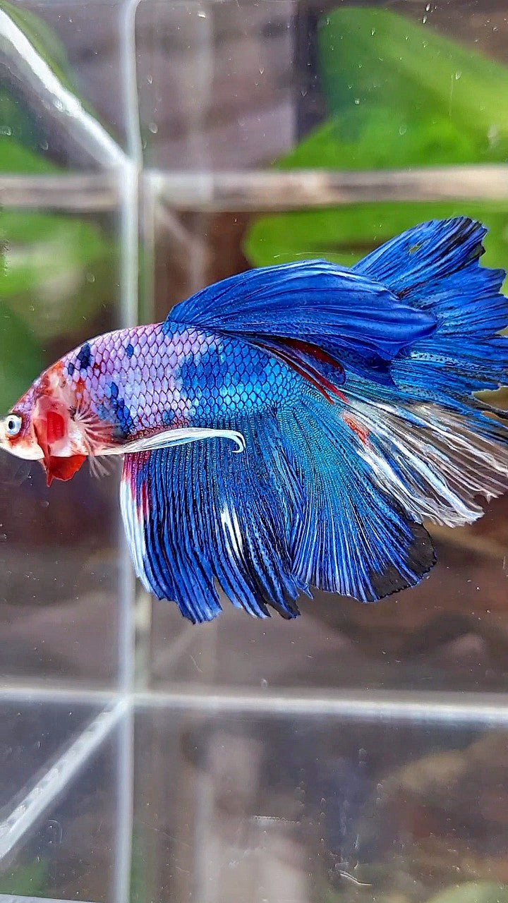 HALFMOON ROSETAIL BLUE FANCY MULTICOLOR BETTA FISH