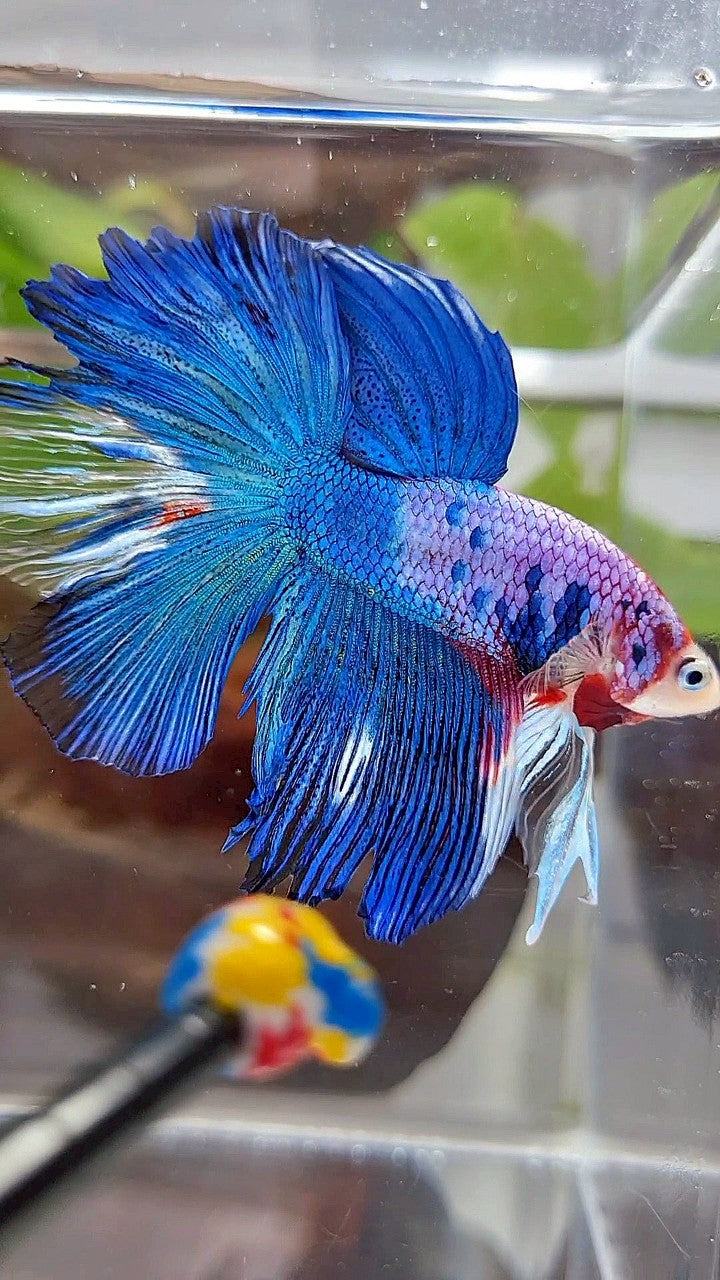 HALFMOON ROSETAIL BLUE FANCY MULTICOLOR BETTA FISH