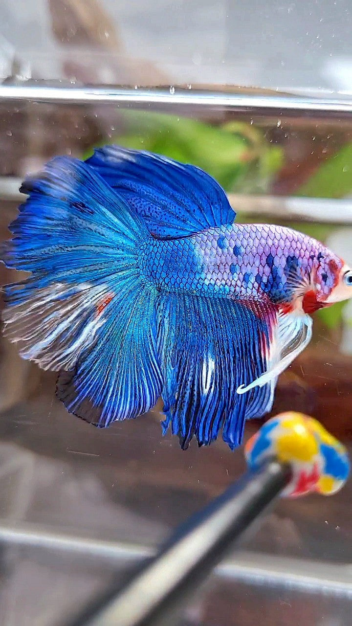 HALFMOON ROSETAIL BLUE FANCY MULTICOLOR BETTA FISH