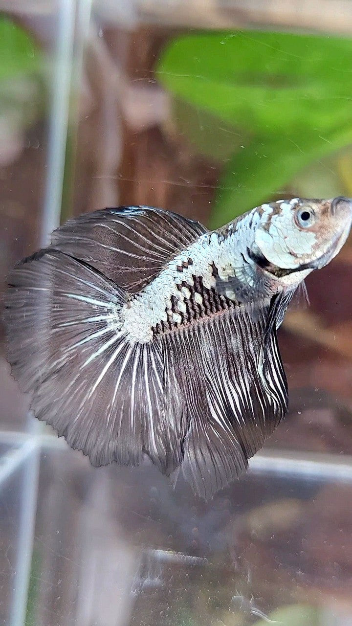 HALFMOON ROSETAIL BLACK SAMURAI SNOW BETTA FISH