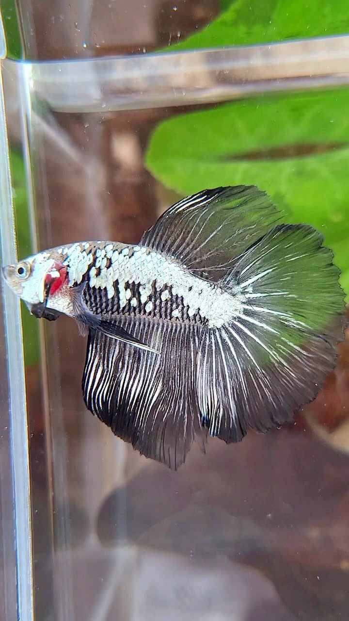 HALFMOON ROSETAIL BLACK SAMURAI SNOW BETTA FISH