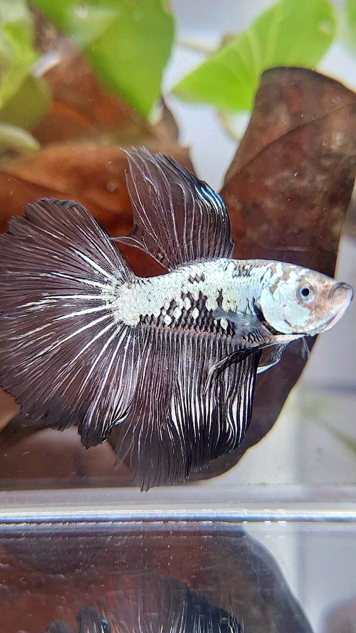 HALFMOON ROSETAIL BLACK SAMURAI SNOW BETTA FISH