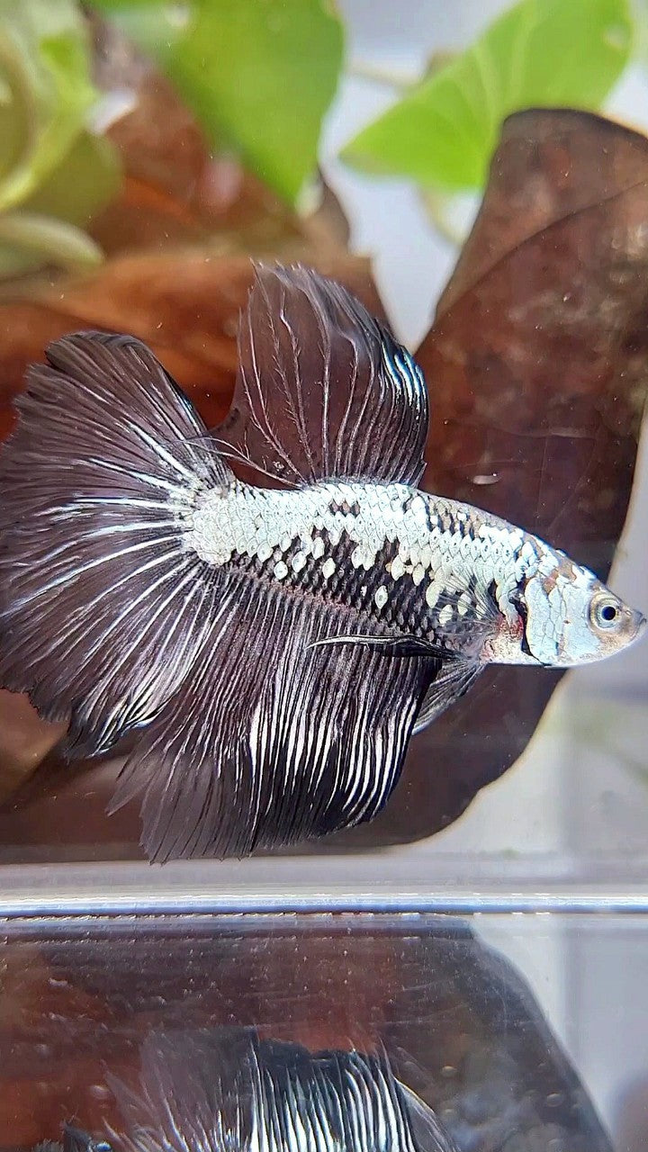 HALFMOON ROSETAIL BLACK SAMURAI SNOW BETTA FISH