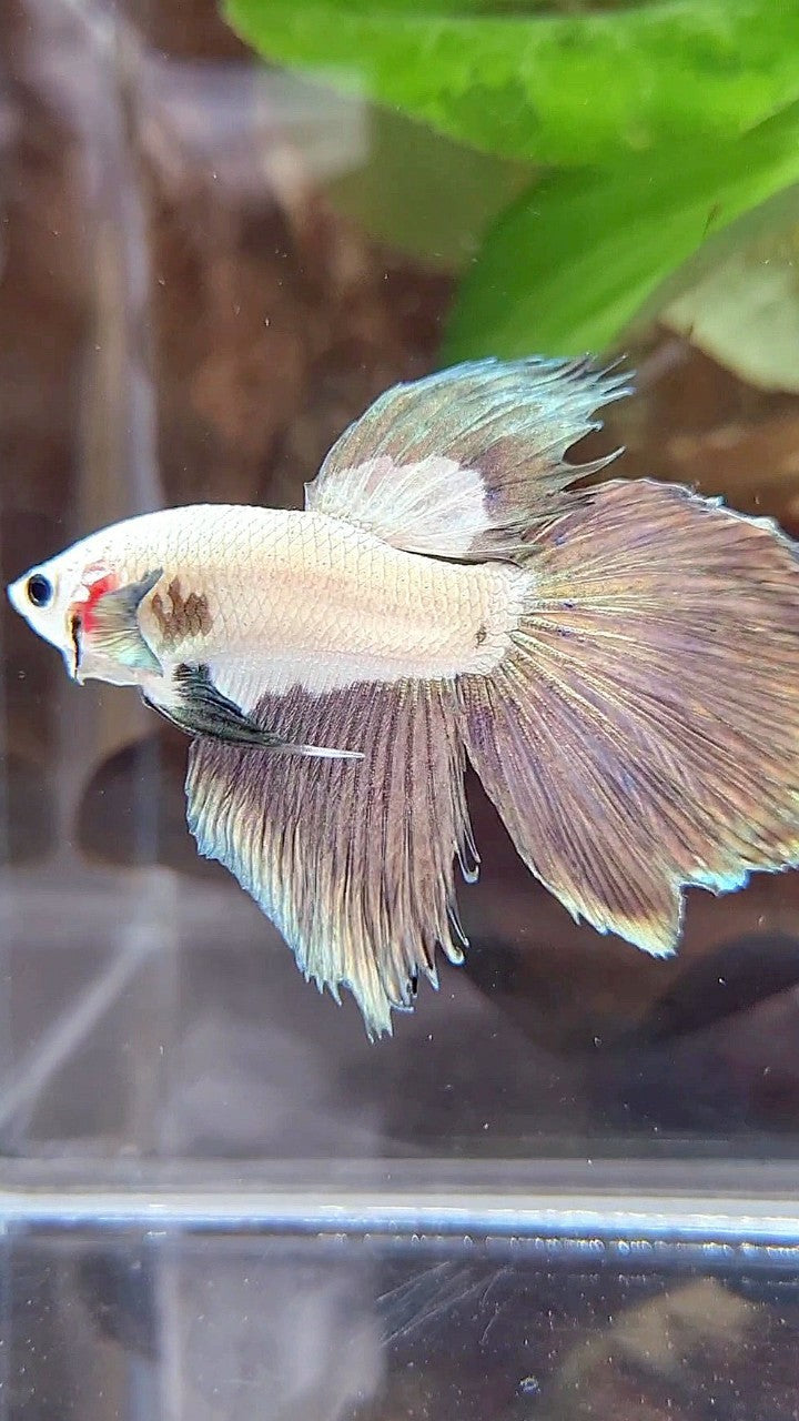 HALFMOON COPPER RIM BICOLOR BETTA FISH
