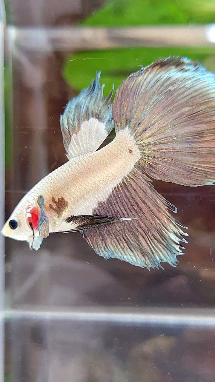 HALFMOON COPPER RIM BICOLOR BETTA FISH