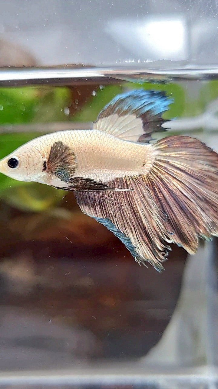HALFMOON COPPER RIM BICOLOR BETTA FISH