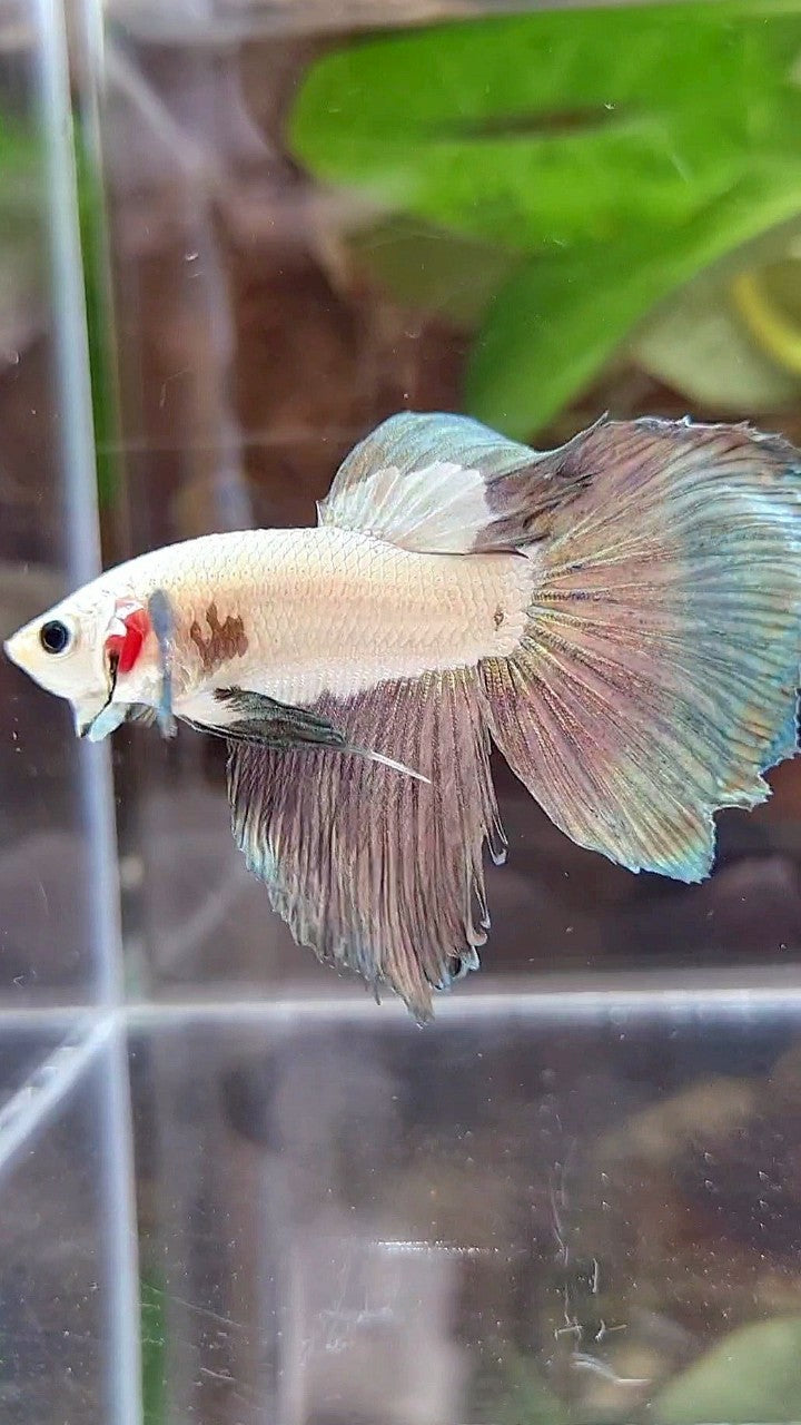 HALFMOON COPPER RIM BICOLOR BETTA FISH