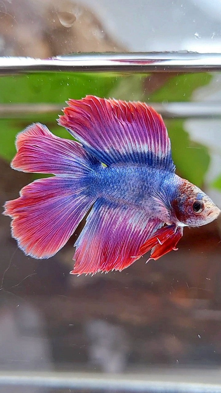 HALFMOON DOUBLE TAIL PURPLE BLUE MASCOT BETTA FISH