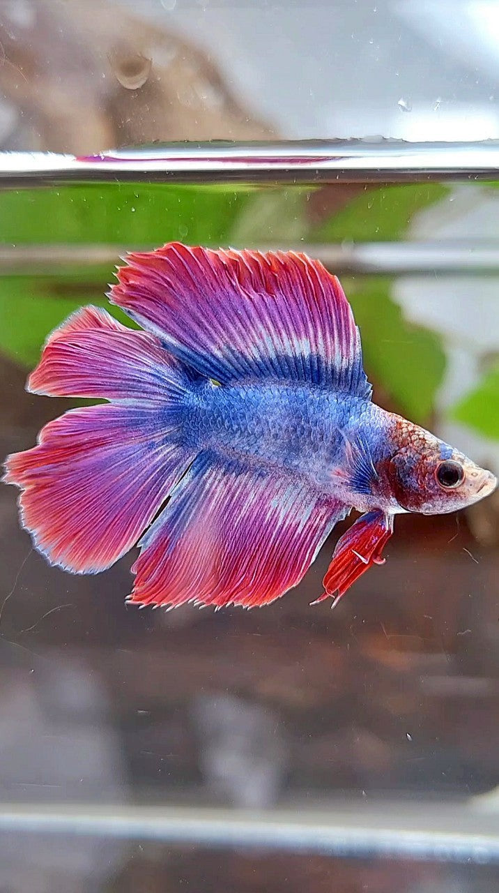 HALFMOON DOUBLE TAIL PURPLE BLUE MASCOT BETTA FISH