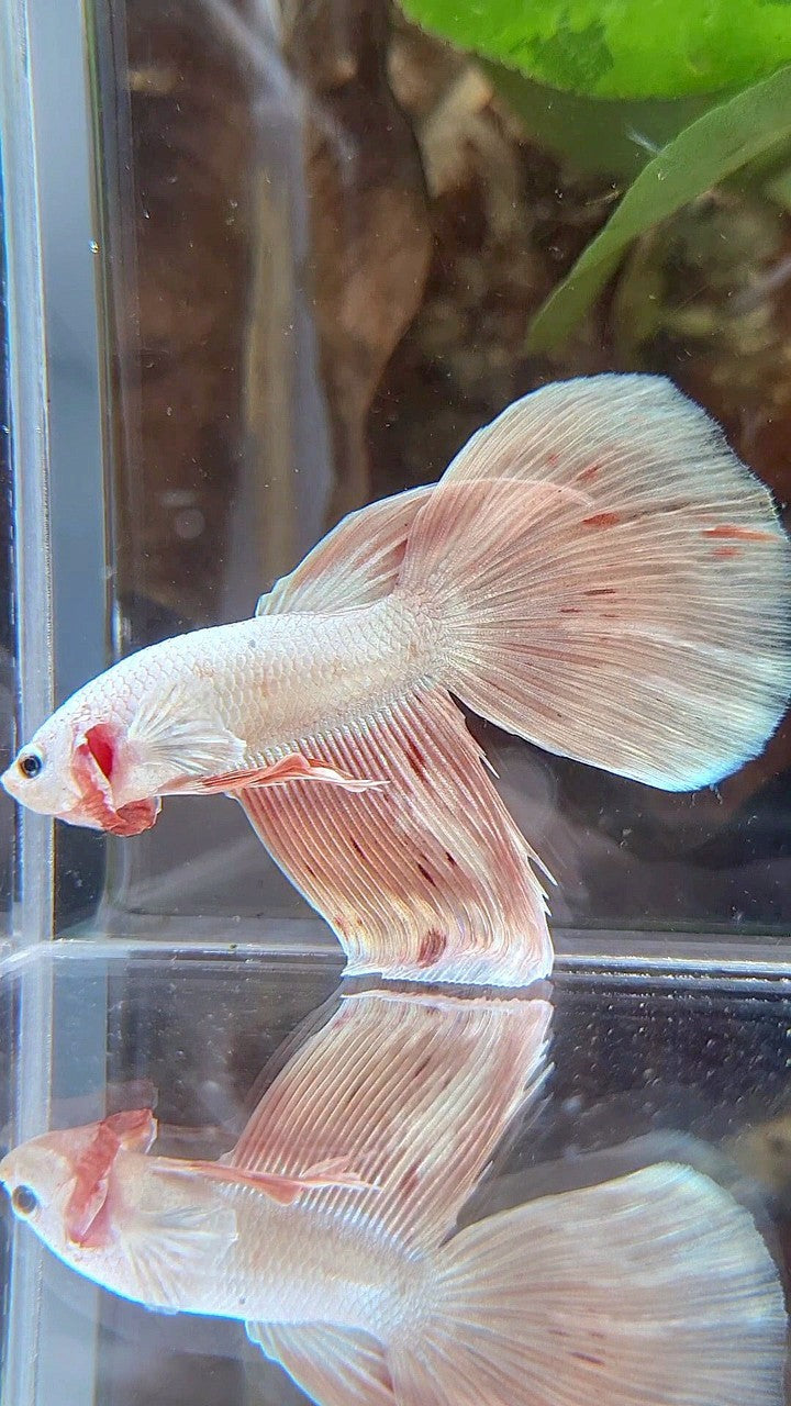 HALFMOON DELTA WHITE PINK FLAMINGGO ARMAGEDDON BETTA FISH