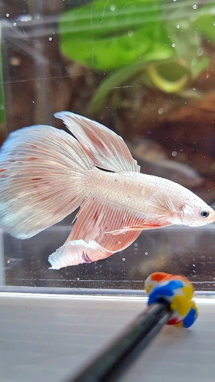 HALFMOON DELTA WHITE PINK FLAMINGGO ARMAGEDDON BETTA FISH