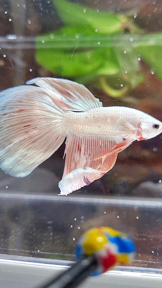 HALFMOON DELTA WHITE PINK FLAMINGGO ARMAGEDDON BETTA FISH