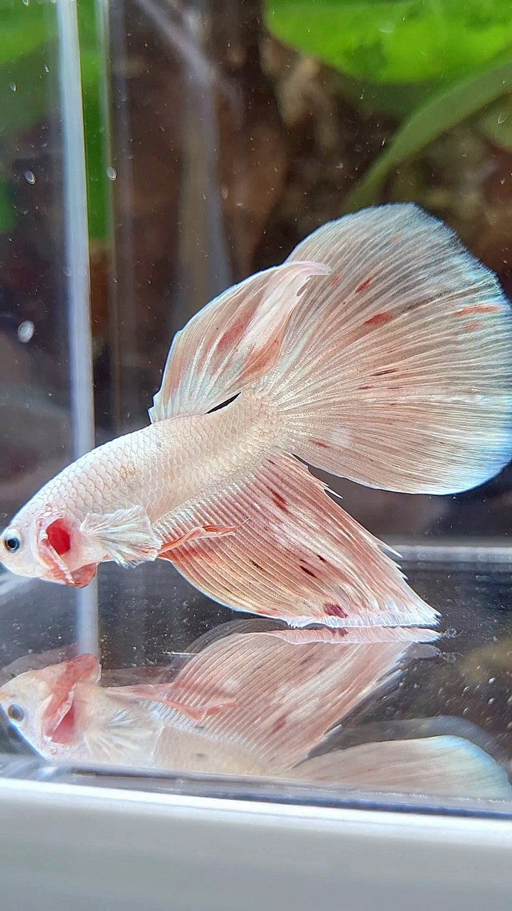 HALFMOON DELTA WHITE PINK FLAMINGGO ARMAGEDDON BETTA FISH