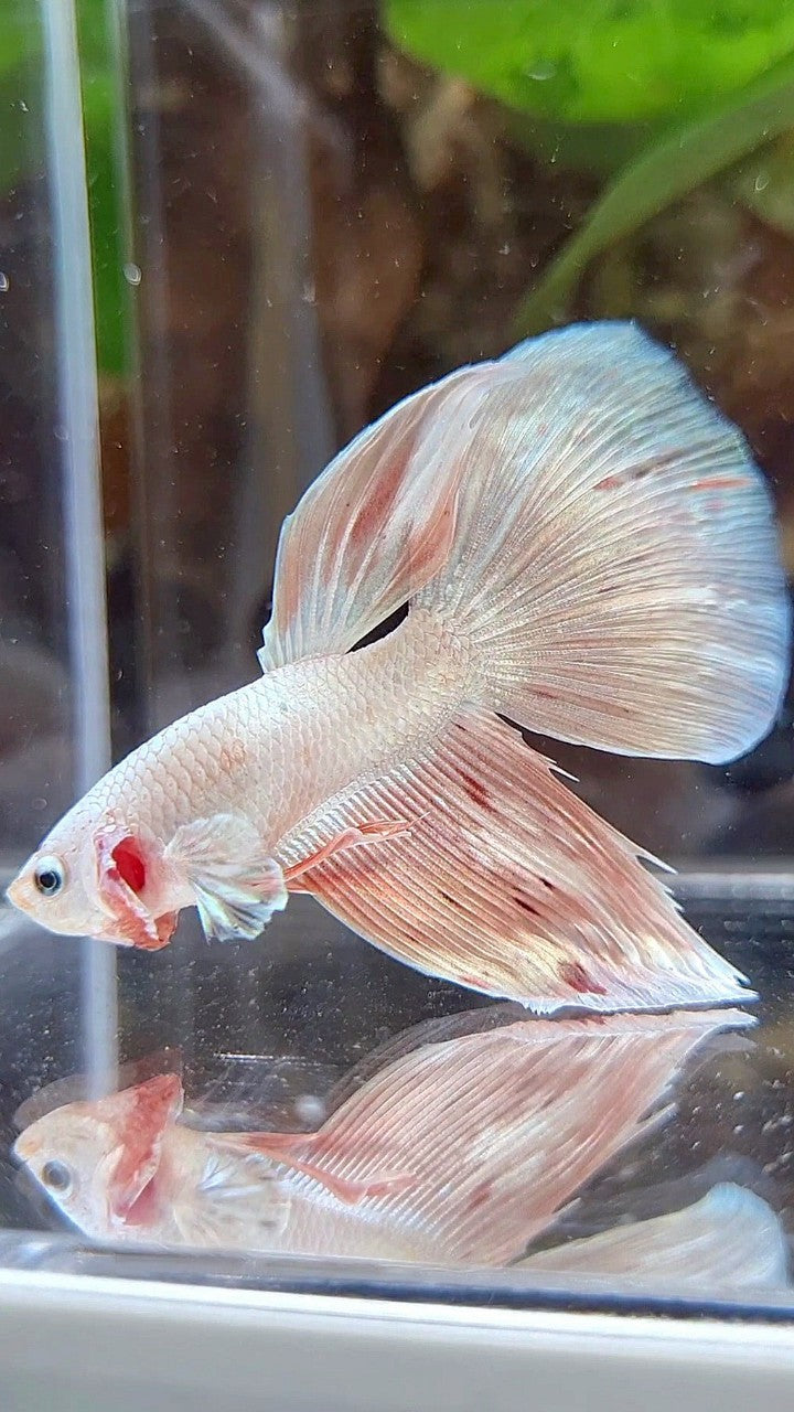 HALFMOON DELTA WHITE PINK FLAMINGGO ARMAGEDDON BETTA FISH