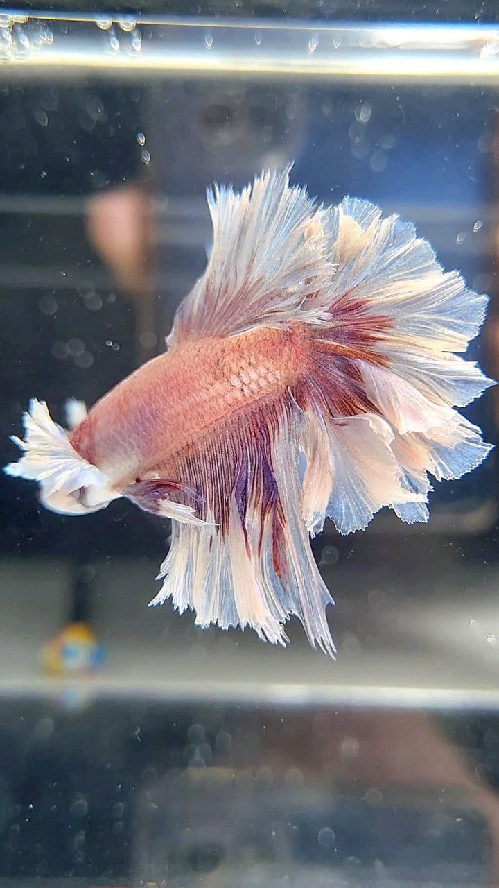 HALFMOON FEATHER TAIL BIG EAR PURPLE BUTTERLFY BETTA FISH