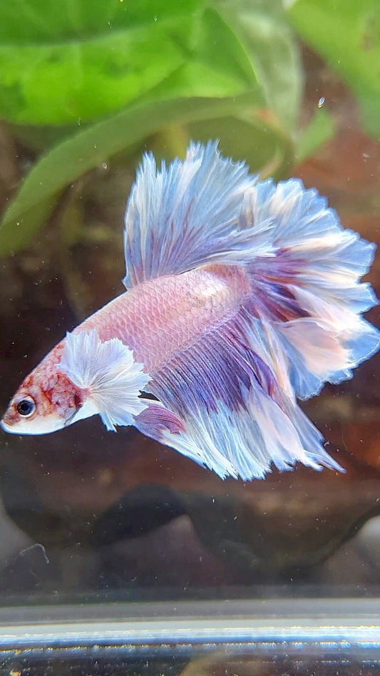 HALFMOON FEATHER TAIL BIG EAR PURPLE BUTTERLFY BETTA FISH