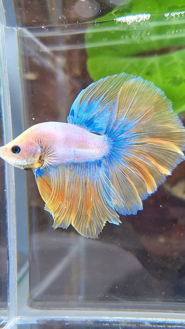 BONSAI HALFMOON ROSETAIL YELLOW MASCOT BETTA FISH