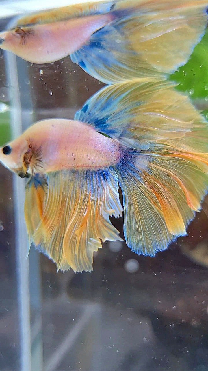 BONSAI HALFMOON ROSETAIL YELLOW MASCOT BETTA FISH