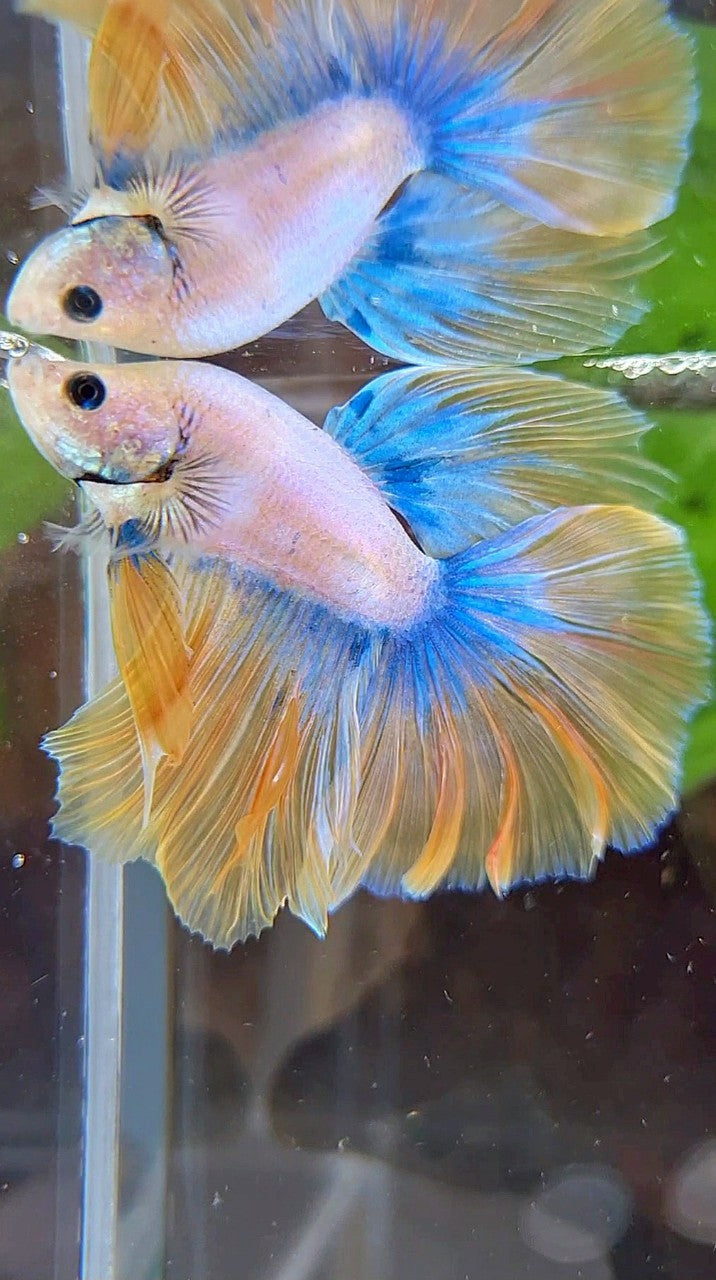 BONSAI HALFMOON ROSETAIL YELLOW MASCOT BETTA FISH