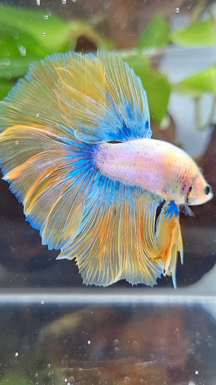 BONSAI HALFMOON ROSETAIL YELLOW MASCOT BETTA FISH
