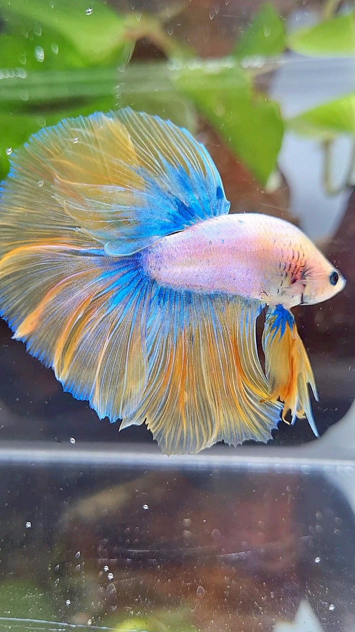 BONSAI HALFMOON ROSETAIL YELLOW MASCOT BETTA FISH